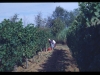 vendemmia0002