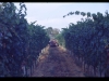 vendemmia0025