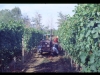vendemmia0048