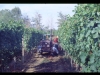 vendemmia0048