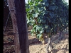 vendemmia0050